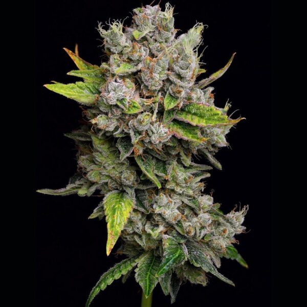 God's Gift Strain Seeds