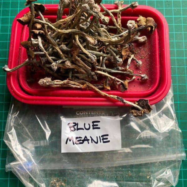 Blue Meanie Mushroom